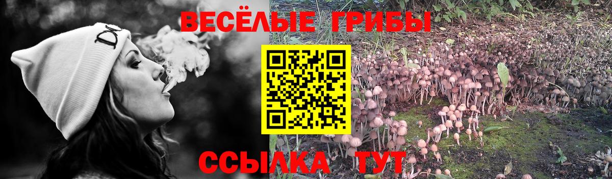 Кулебаки  Галлюциногенные грибы Cubensis  Вход с VPN 