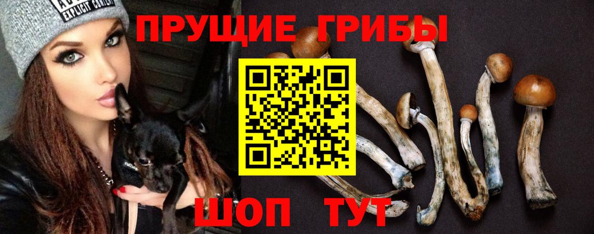 Псилоцибиновые грибы Cubensis Кулебаки